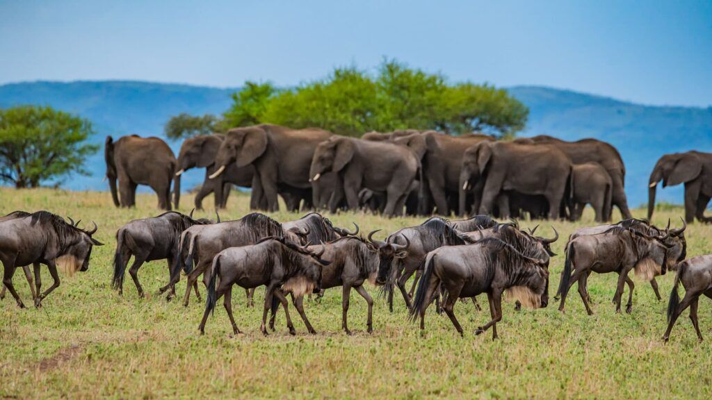 A herd of wildbeest and in front of a group of elephants on grass plains in Tanzania