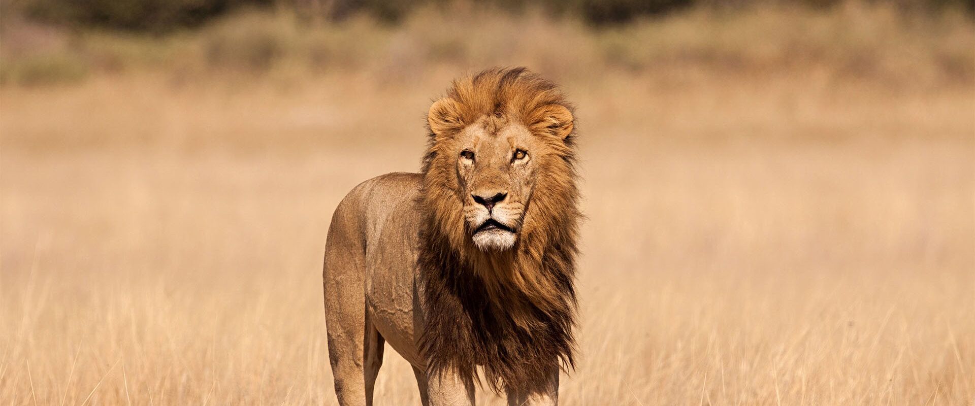 spotting a lion in on a safari in Tanzania