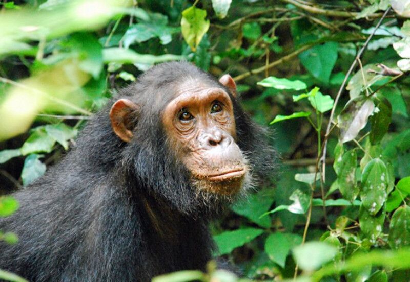 Gombe Stream National Park