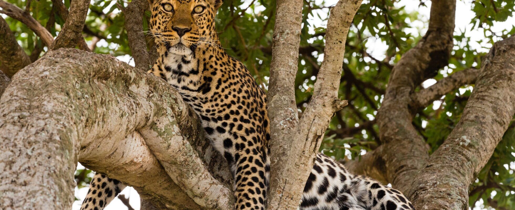 Leopard sitting in a tree in Tanzania