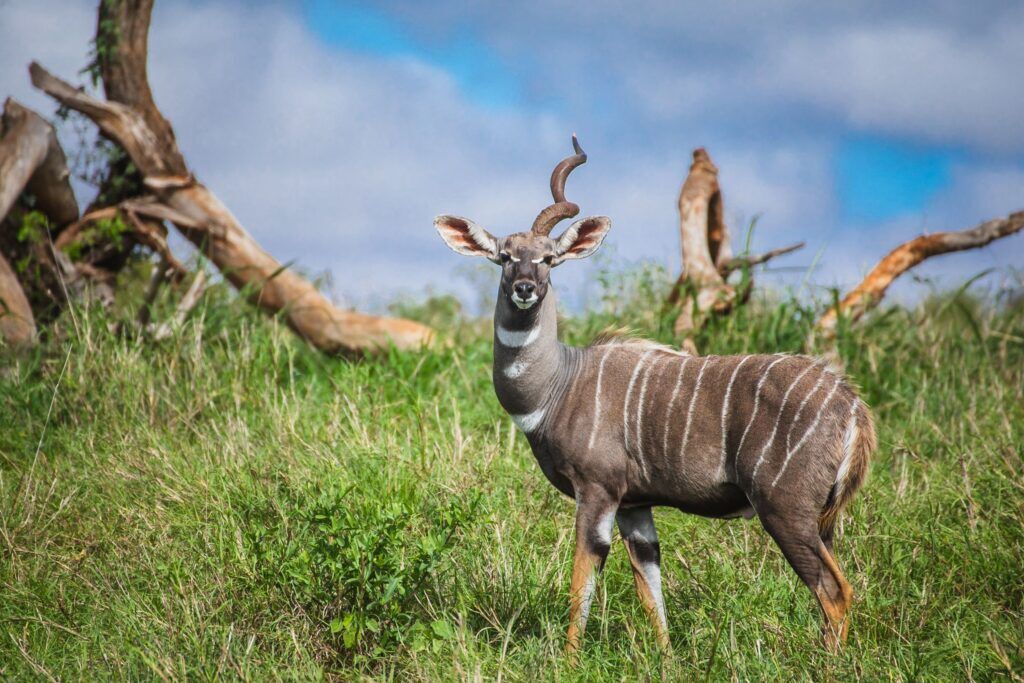 Lesser Kudu in green grass with one horn in Tanzania