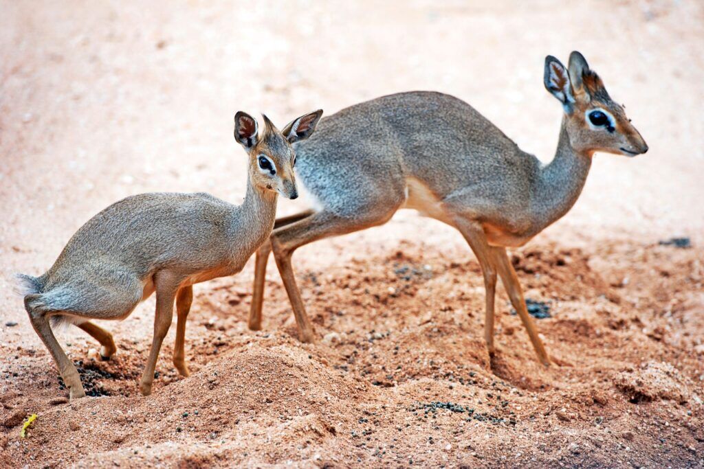 Two dik-diks standing in the sand