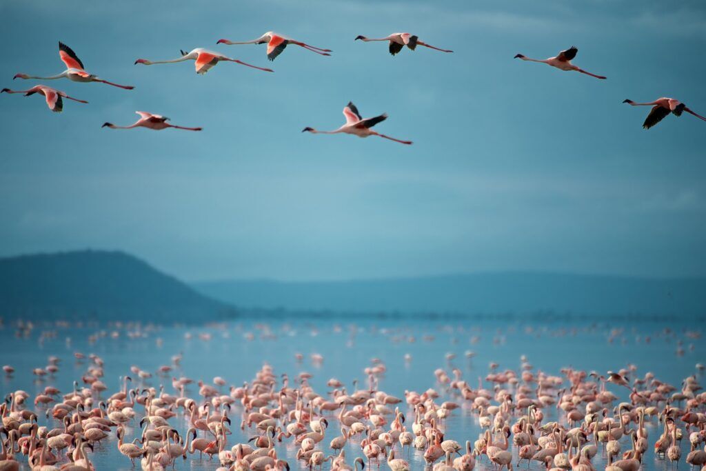 Flamingos flying over Lake Manyara and more flamingos in the water