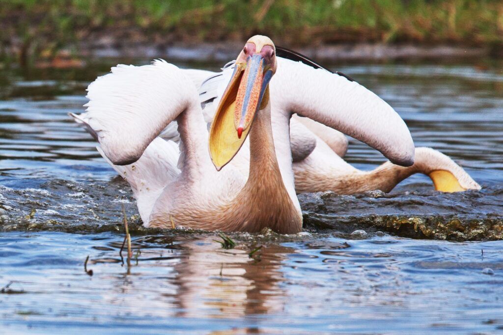 Pelican with an open mouth on the water