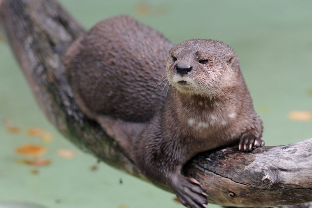 Spotted-necked otter sitting on a branch above the water