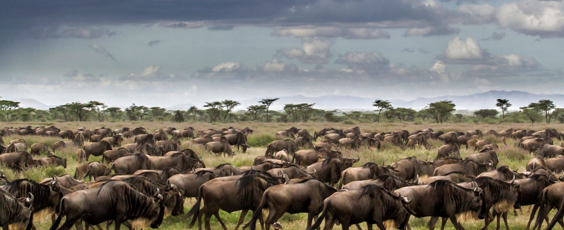 Countless wildebeest running over the Tanzanian plains during the Great Wildebeest Migration