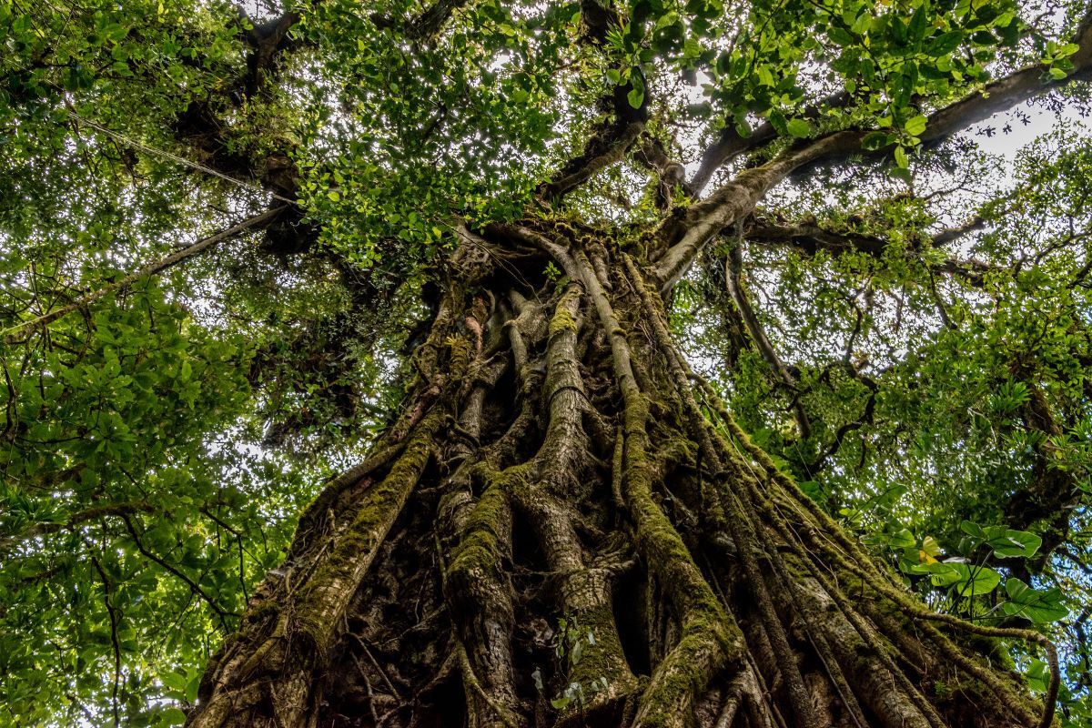 Strangler Fig