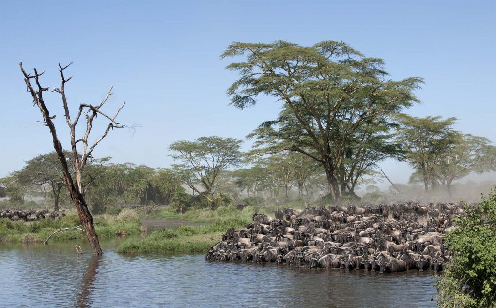 Wildebeest migration