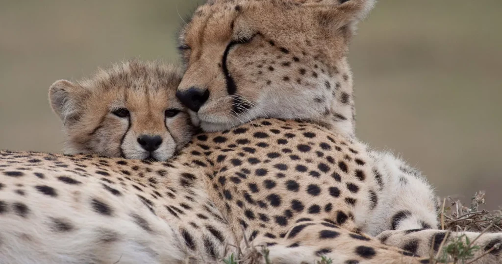 Cheetah's serengeti