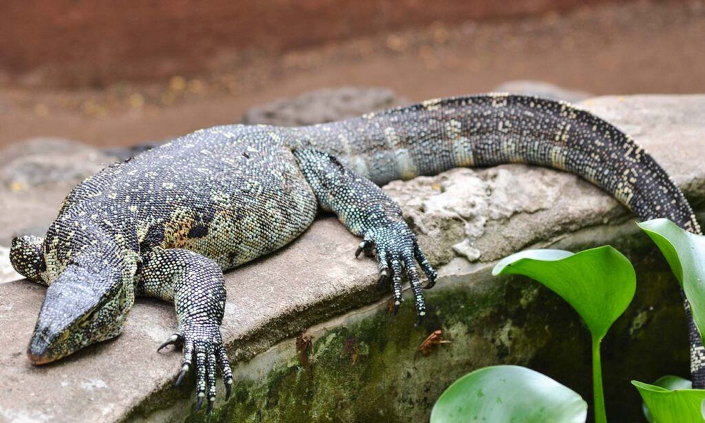 Monitor Lizard sitting on a rock in Meserani Snake Park Arusha