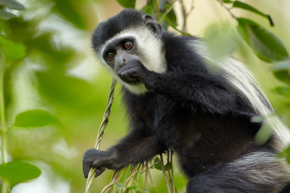 Black-and-white colobus monkey in Arusha National Park, Tanzania