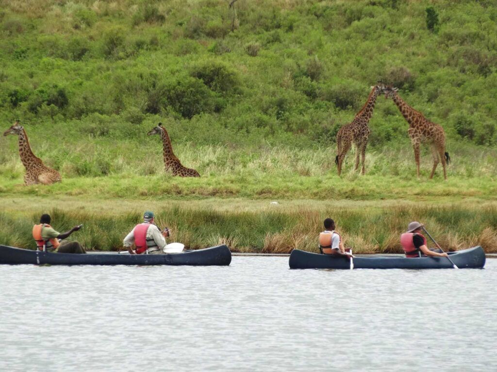 Two canoes on with two people each on Lake Momella in Arusha with giraffes in the green grass