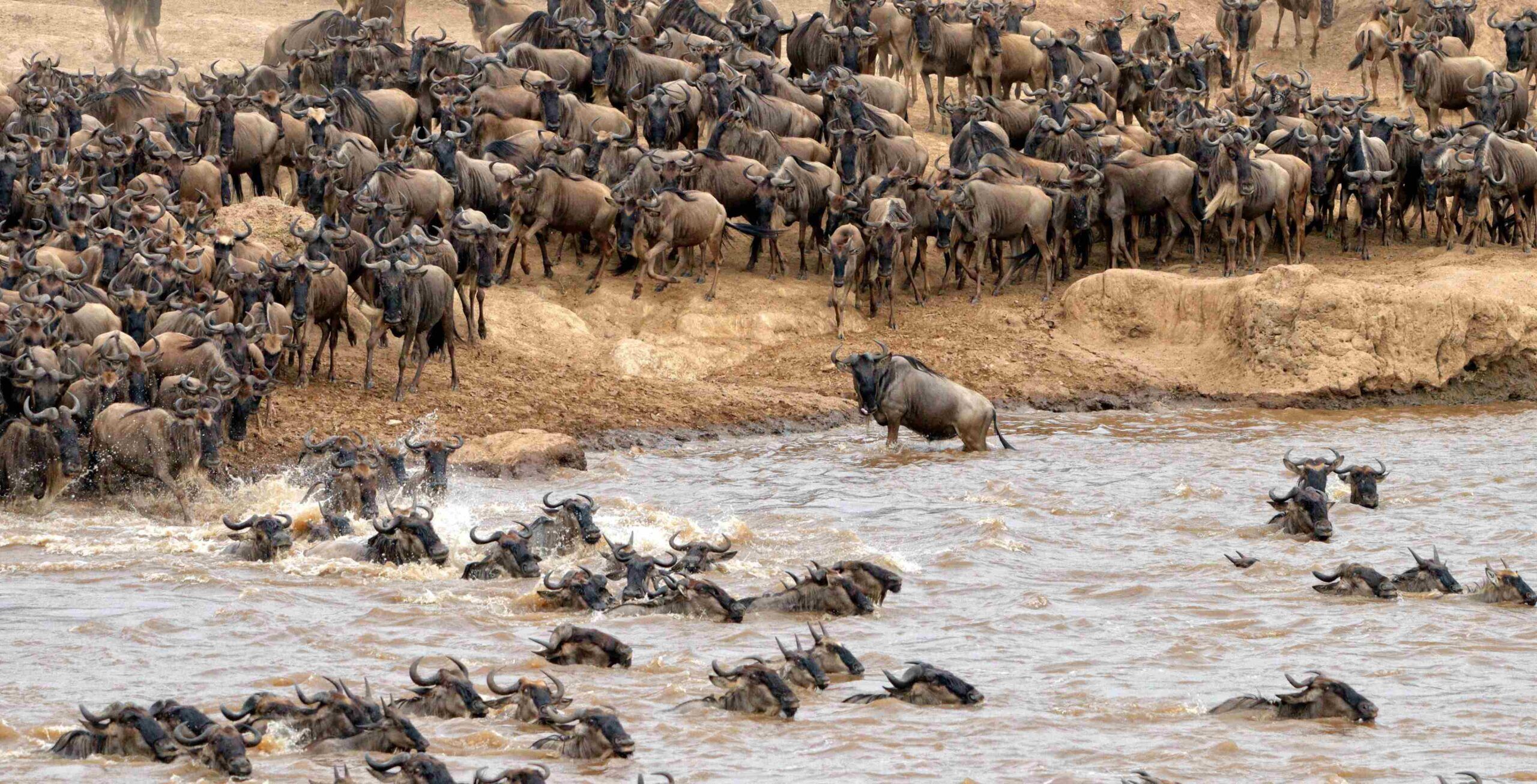 Northern Serengeti & the Great Migration (possibility to see the famous Mara River crossing)