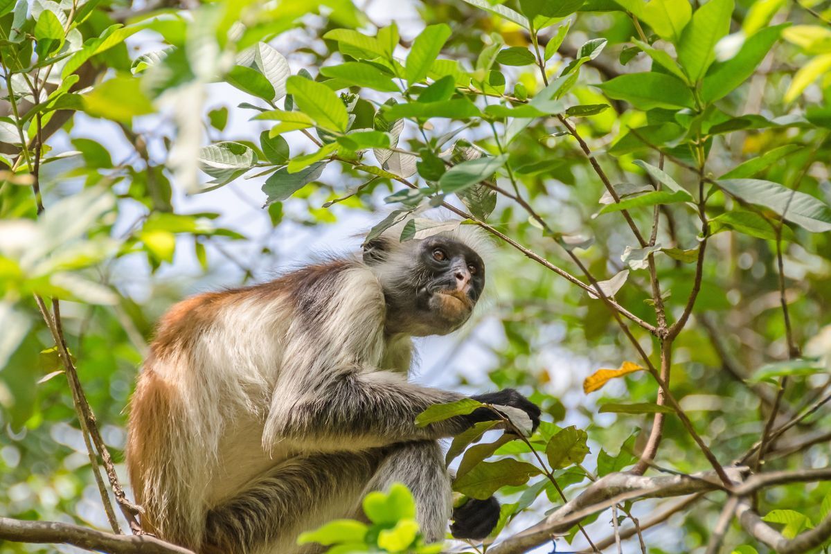 Things You Can Do In Zanzibar Jozani Forest