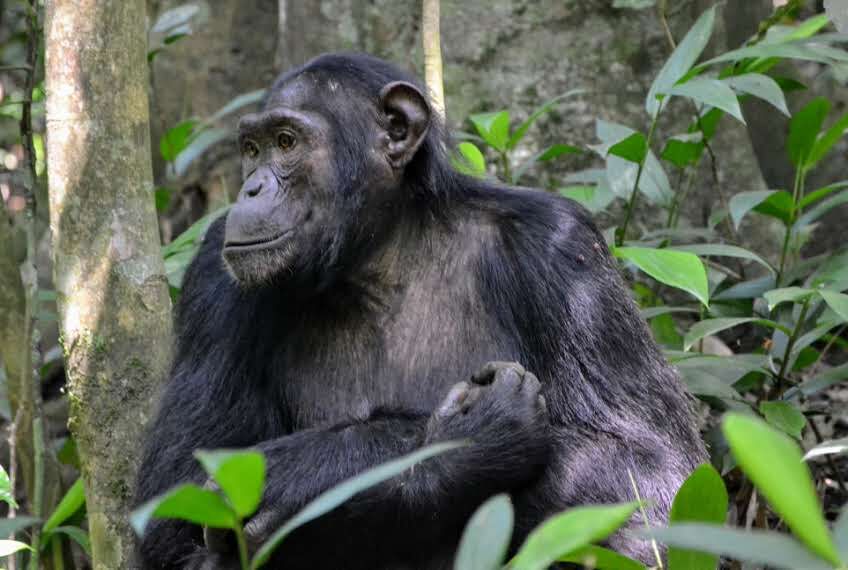 IM_UG_KIB_Chimp sitting 2