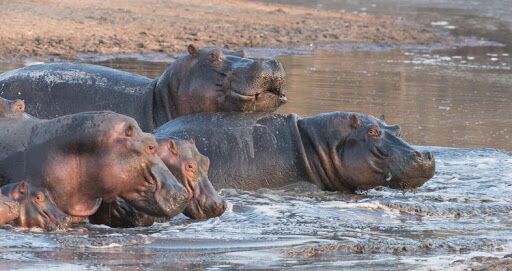 Katavi national Hippos in water