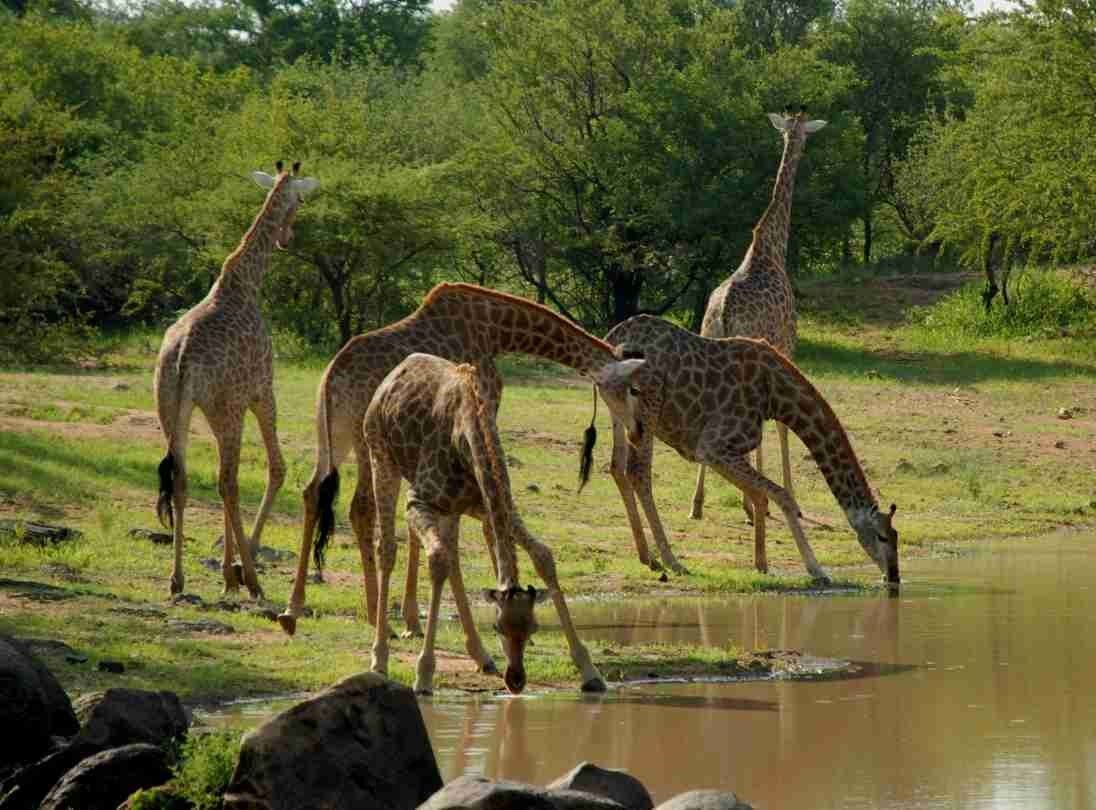 Saadani national park giraffes