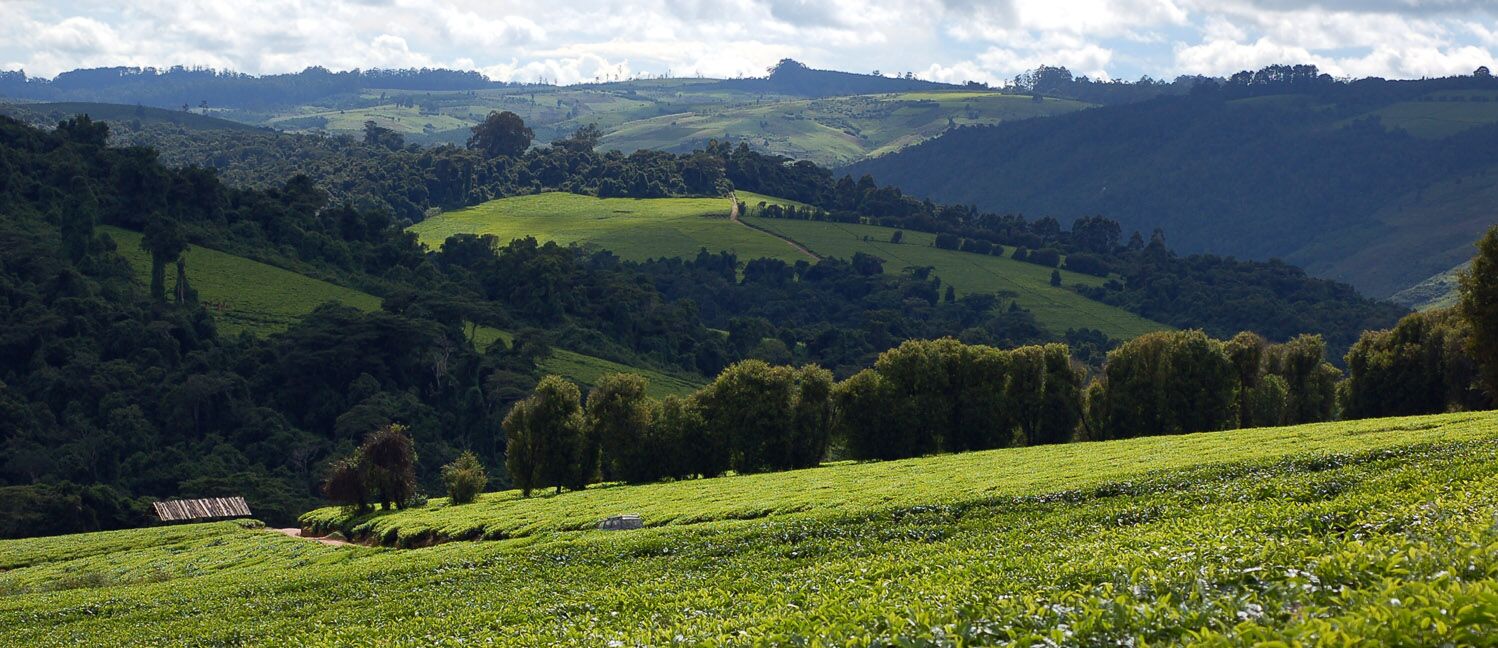 Mufindi landscape