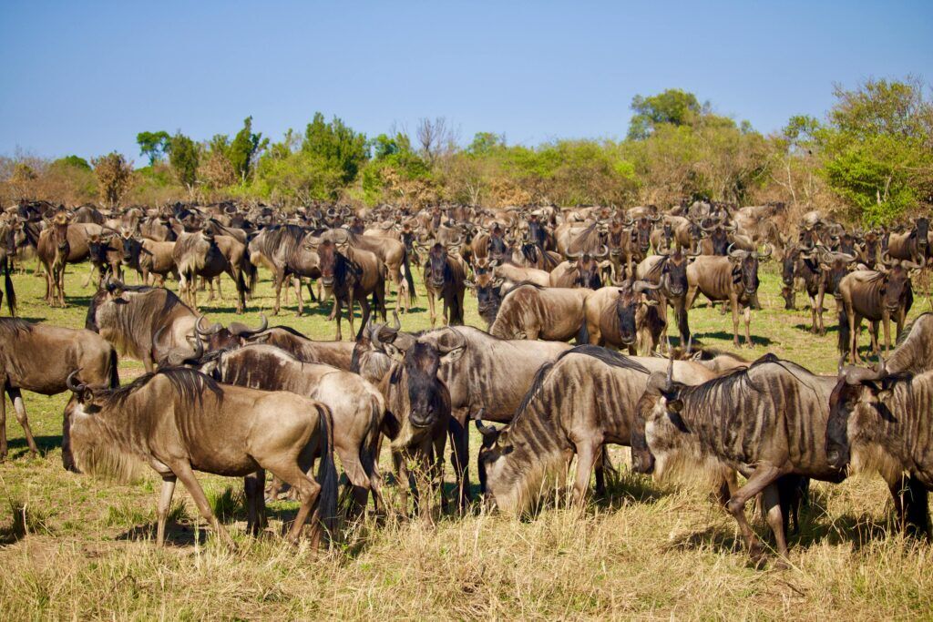 A herd of wildebeest on grass plains during the Great Wildebeest Migration