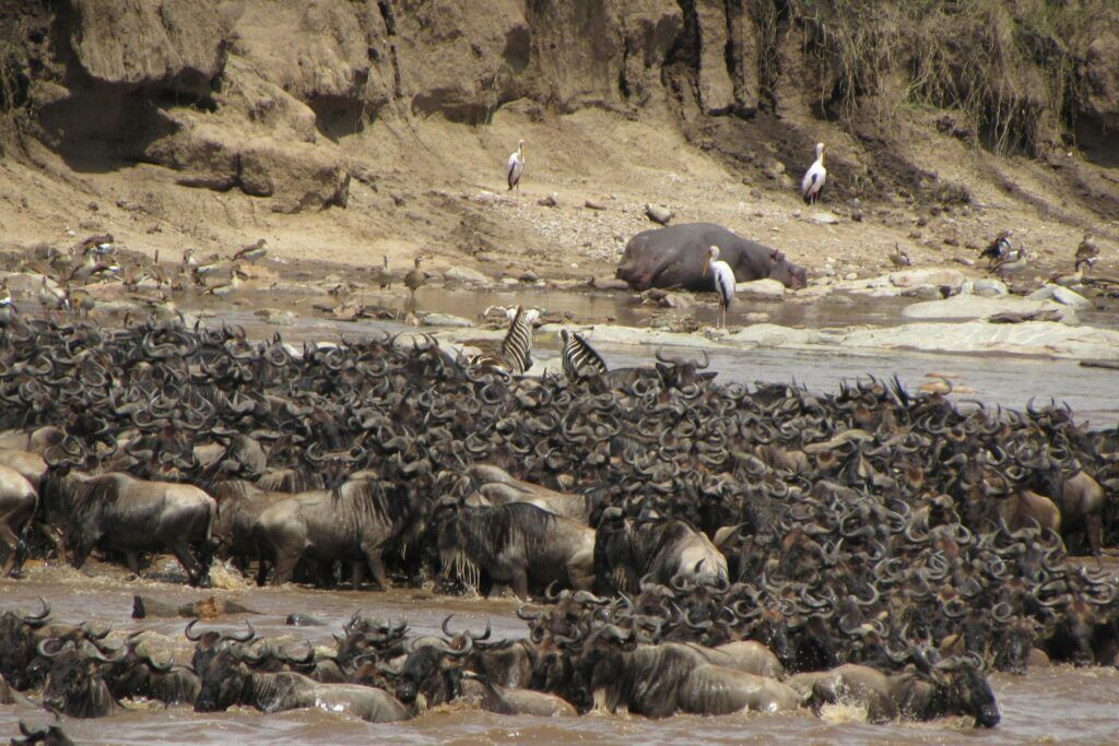 A herd of wildbeest in the water during the Great Wildebeest Migration