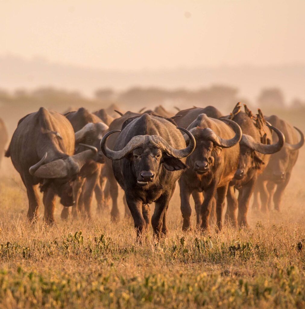 herd of wildebeest