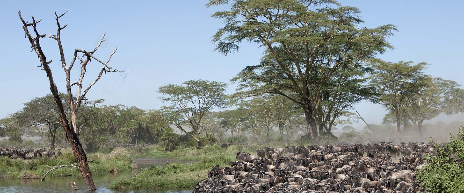 Wildebeest migration