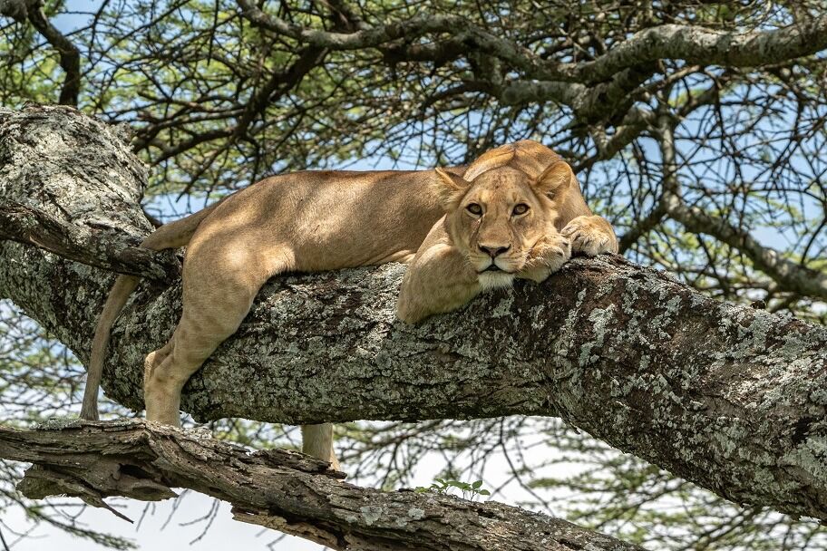 Lake Manyara National Park - luxury style!