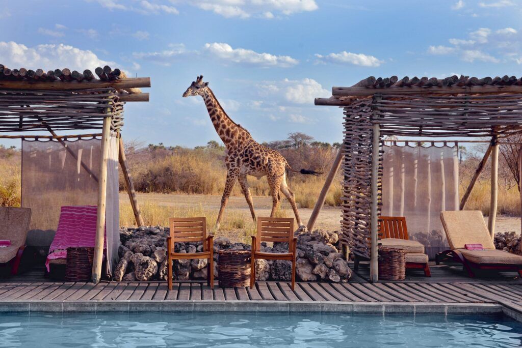 Chem Chem Lodge pool with sunbeds and a giraffe in the background