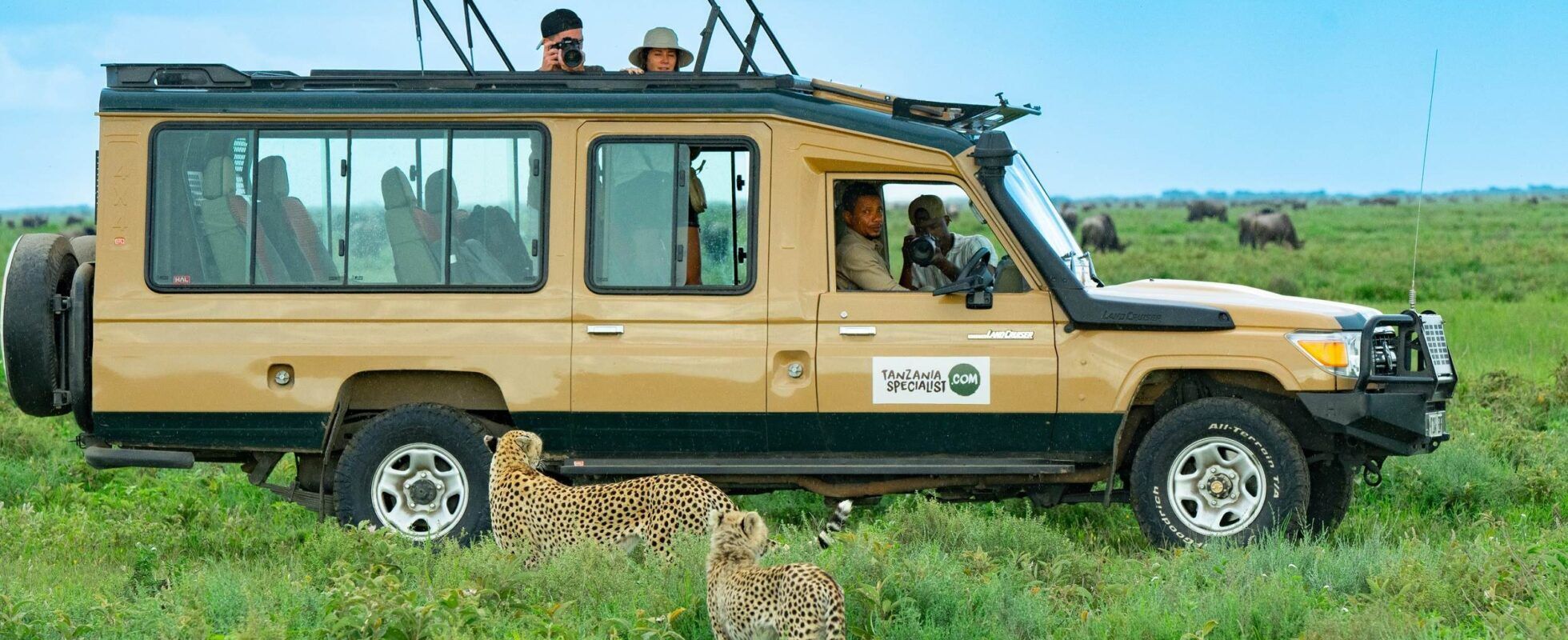 People in Safari jeep with two cheetahs in front of it in the grass