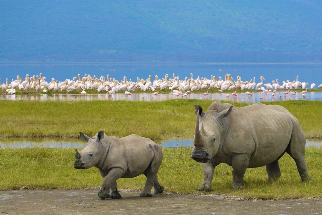 Two rhinos with flamingo's in the background