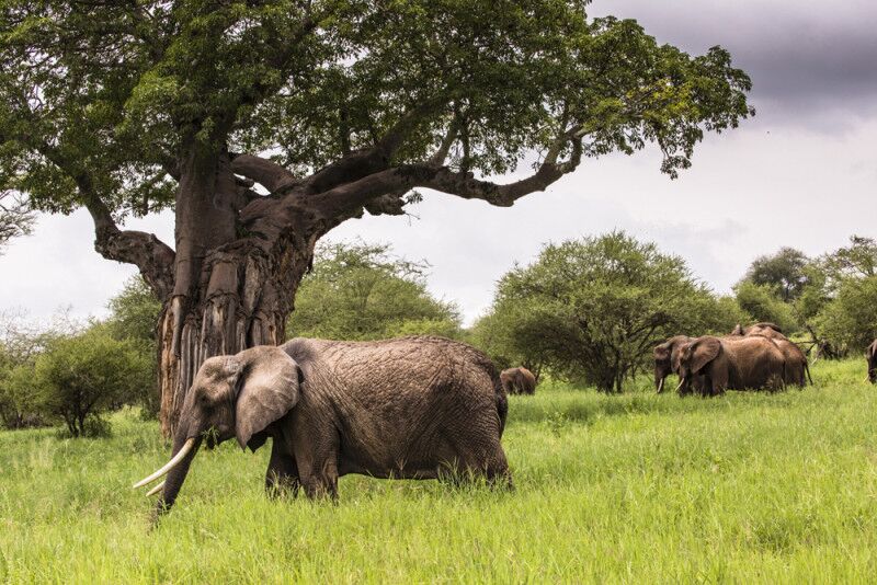 Tarangire National Park