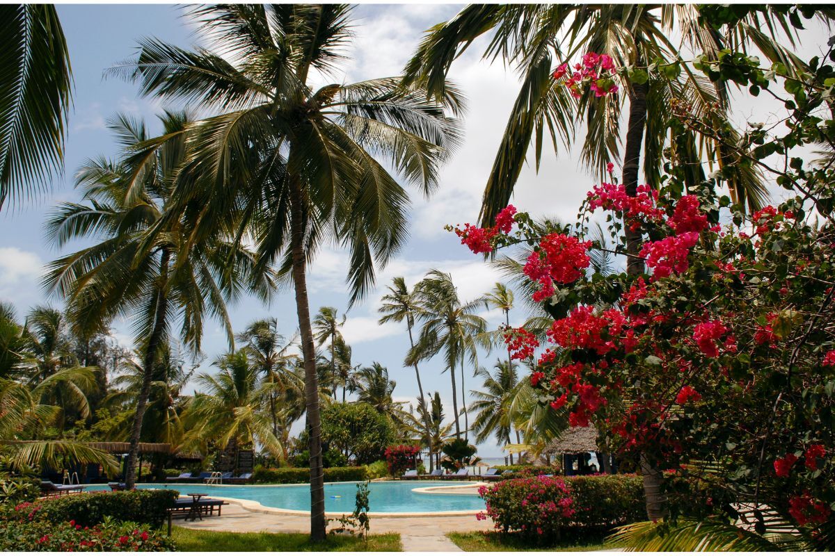 Next Paradise
