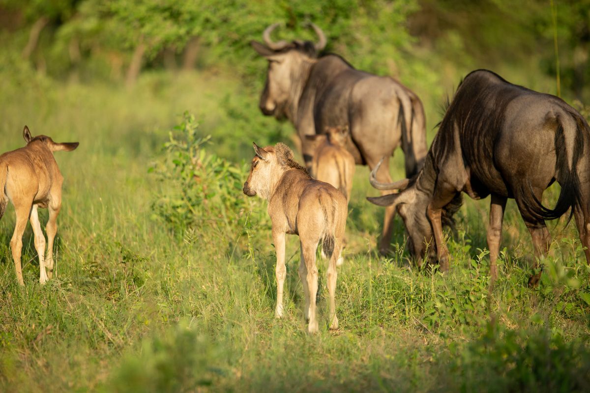 Wildebeest Calving / Wildebeest Calving Season